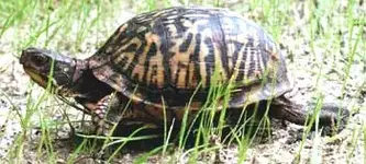 tortoise.webp
