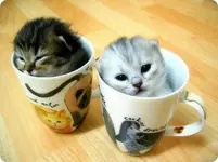 74736946_140ad339cb.webp