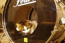 kick_cat.webp