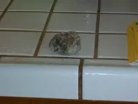 Im007630a.webp