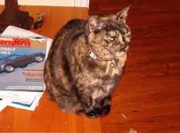 felix.webp