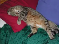tryrelax.webp