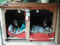 dobies.webp