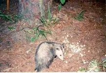 possum.webp