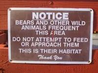 bears.webp