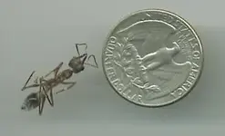 ant.webp
