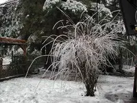 frozenbeauty.webp