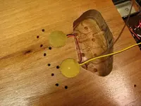 piezo2.webp