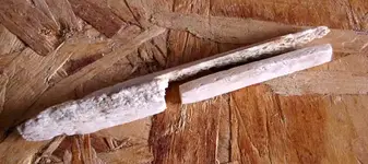 bone-nut1.webp
