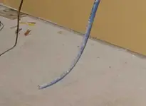 snake.webp