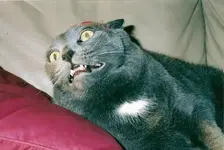 scared_cat_face-12308.webp