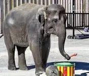 elephantdrum.webp