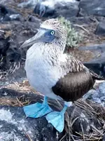bluefootedbooby4sm.webp