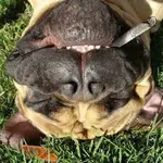 dogjoint.webp