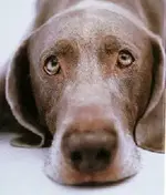 sad_dog.webp