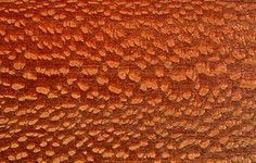 Lacewood.webp
