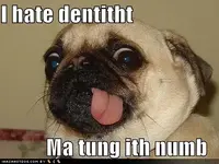 funny-dog-pictures-i-hate-dentist-p.webp