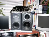 studio_cat.webp