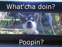 funny-awesome-pets-18.webp