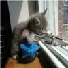 Killer Kitty - AVATAR 100.webp