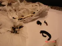 DSC07686.webp