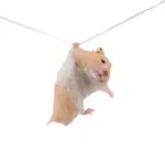 photodune-1525361-hamster-hangs-on-a-rope-s.webp
