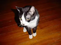 bongo.webp