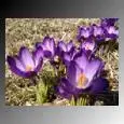 krokusblooms.webp