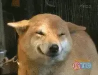 HappyDog.webp