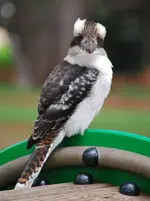 Kookaburrastarecrops.webp