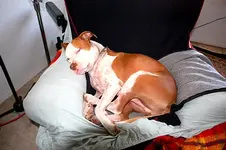 rack dog.webp