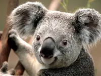 Koala.webp