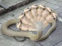 Snake 1.webp