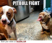 52441-pitbull-fight_f.webp