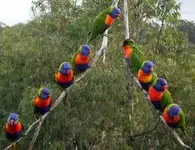 rainbow lorikeets.webp
