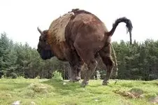 bull.webp
