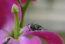fly.webp