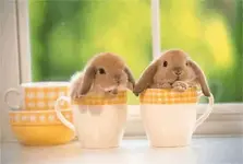 bunnies.webp