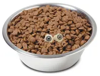 DogFoodinBowl.webp