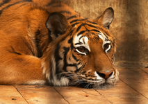 big tiger.webp