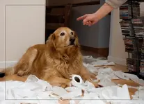 naughty+dog.webp