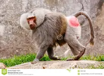male-hamadryas-baboon-20852400.webp