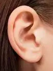 ear.webp