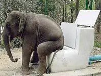 Elephant Toilet.webp