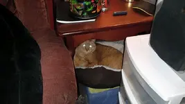 studio kitty 3-2015.webp
