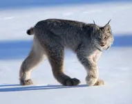 Canadian_lynx_by_Keith_Williams.webp