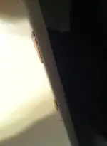11667095_10204532441292821_871505690_n.webp