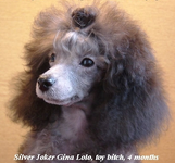 silver poodle.webp