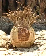 wilson.webp