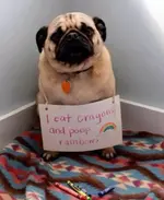 8.21.14-Best-Dog-Shaming-Photos13.webp